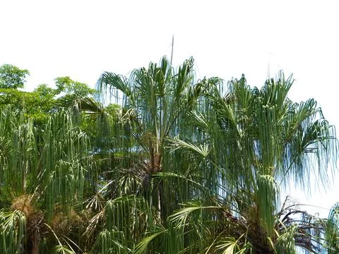 Coconut tree isolated on white background with clipping path. Stock Photos