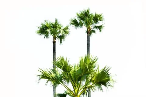 Coconut tree  isolated on white 写真素材