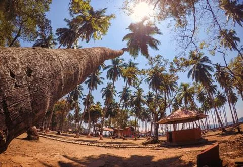 Coconut tree leading to the sky Stock Photos