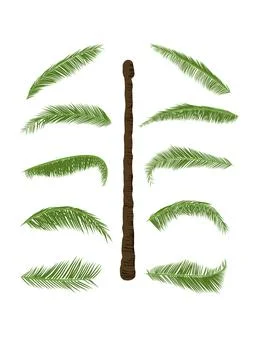 Coconut tree with leaf isolated white background vector illustration Illustrazione stock