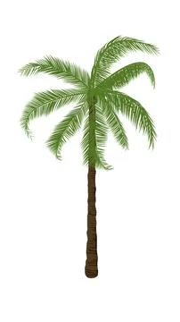 Coconut tree with leaf isolated white background vector illustration Illustrazione stock