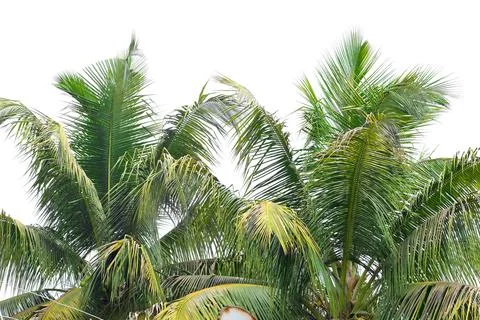 Coconut tree leaf isolated on white background Foto stock