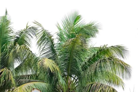 Coconut tree leaf isolated on white background Stock-Fotos