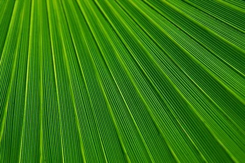 Coconut tree leaf texture Stock Photos