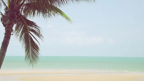 Coconut tree leaf on the tropical beach with space for text Stock Footage 134506034