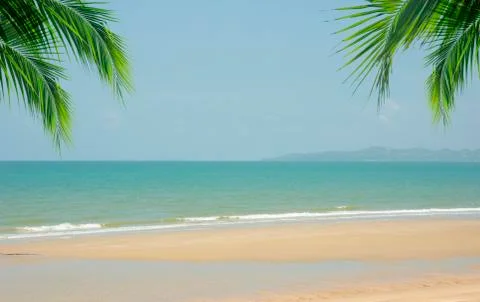 Coconut tree leaf on the tropical beach with space for text Stock Photos