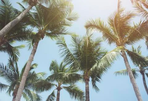 Coconut tree leaf on the tropical beach with space for text Stock Photos