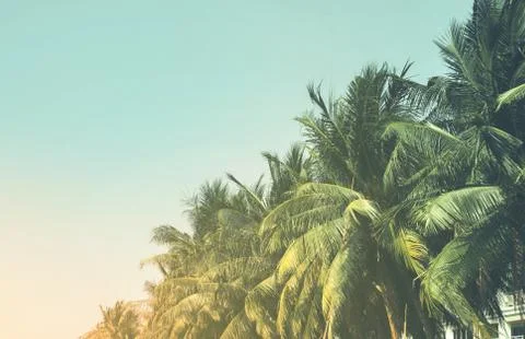 Coconut tree leaf on the tropical beach with space for text , summer,holiday, va Fotos de archivo