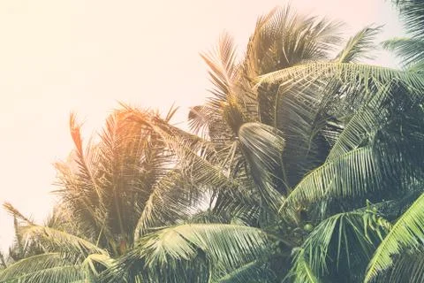Coconut tree leaf on the tropical beach with space for text , summer,holiday, va Stock Photos