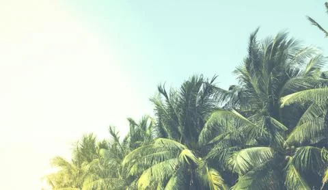 Coconut tree leaf on the tropical beach with space for text , summer,holiday, va Stock Photos