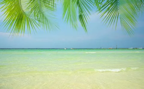Coconut tree leaf on the tropical beach with space for text , summer,holiday, va Stock Photos