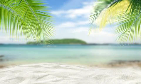 Coconut tree leaf on the tropical beach with space for text , summer,holiday, va Stock Photos