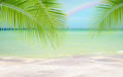 Coconut tree leaf on the tropical beach with space for text , summer,holiday, va Stock Photos