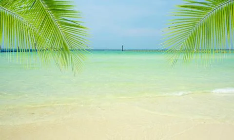 Coconut tree leaf on the tropical beach with space for text , summer,holiday, va Stock Photos