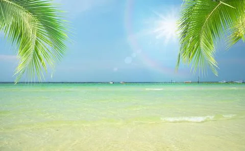 Coconut tree leaf on the tropical beach with space for text , summer,holiday, va Stock Photos