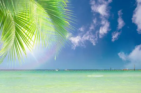 Coconut tree leaf on the tropical beach with space for text , summer,holiday, va Stock Photos
