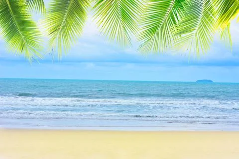 Coconut tree leaf on the tropical beach with space for text , summer,holiday, va Stock Photos
