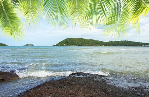 Coconut tree leaf on the tropical beach with space for text , summer,holiday, va Stock Photos