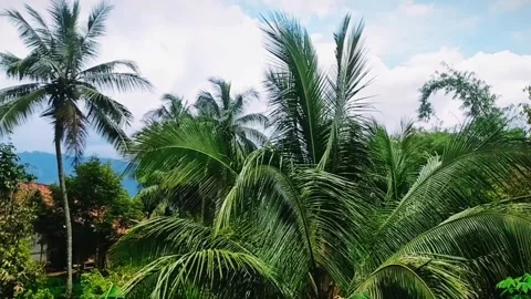Coconut tree leaves are blown by the gentle wind blowing over the plantation Video stock 303887082
