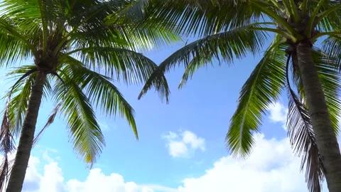 Coconut tree leaves background Stock Footage 172386179