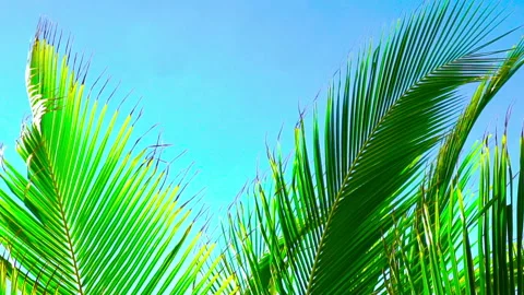 Coconut tree leaves background Stock Footage 172902414