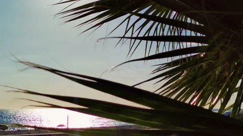 The Coconut Tree Leaves with Background with Sea Waves. Stock Footage 202340439