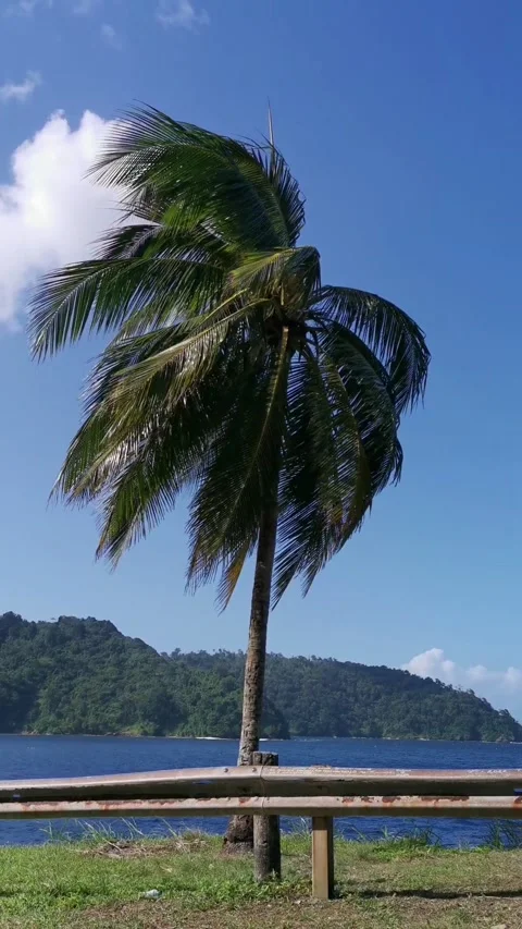 Coconut Tree Leaves Blowing in the Wind Stock Footage 228747131