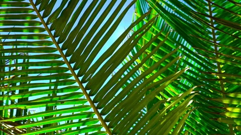 Coconut tree leaves Stock Footage 173020592