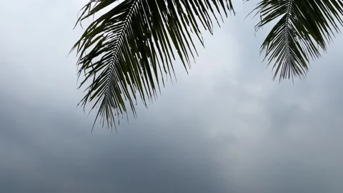 Coconut tree leaves with a gentle breeze blowing Stock Footage 253891702