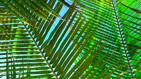 Coconut tree leaves green background Stock Footage 173021980