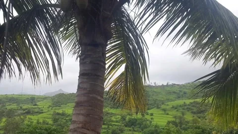 Coconut Tree Leaves Moving Gently in The Wind Over Green Hills Stock Footage 334713123