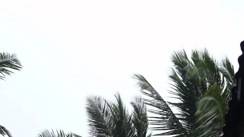 Coconut tree leaves sway in the wind when it rains in the tropical season Stock Footage 247197323