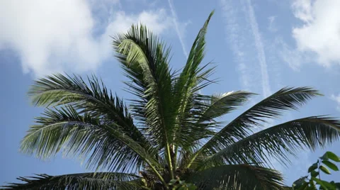 Coconut Tree Leaves Swaying Under Bright Blue Sky Stock Footage 34633547