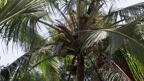 Coconut Tree Leaves Swaying in the Wind 스톡 동영상 334643435