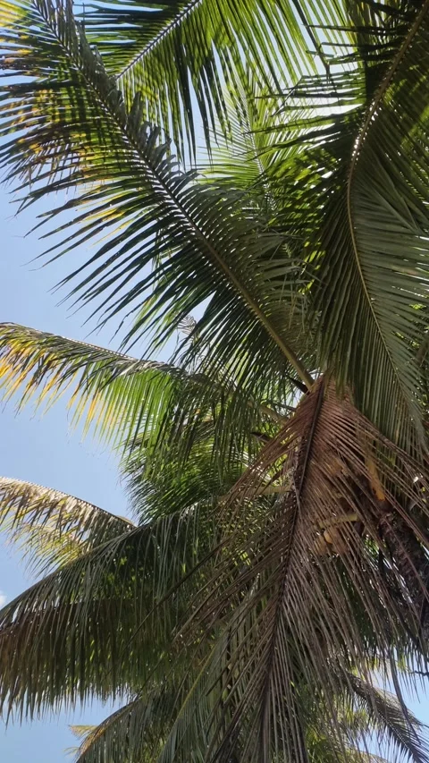 Coconut Tree Leaves Under Bright Sunlight in Blue Sky Stock Footage 344219808