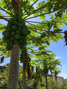 Coconut tree loaded with coconuts Stock Photos