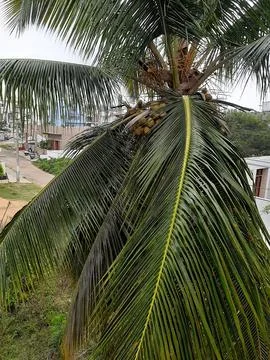 Coconut Tree with Long Leaves Stock Photos