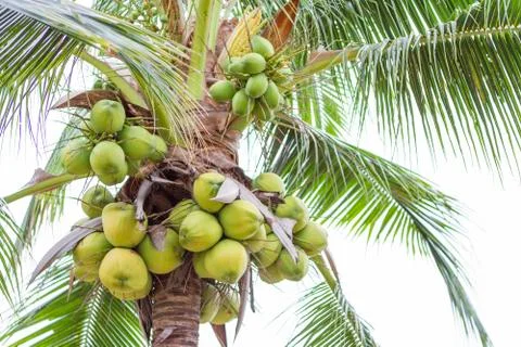Coconut on the tree looking from under the tree. Stock Photos