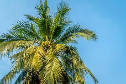 Coconut on the tree looking from under the tree. Stock Photos