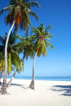 Coconut tree in the Maldives Stock Photos