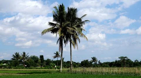 Coconut tree in the middle of rice field with blue sky background. Stock Photos
