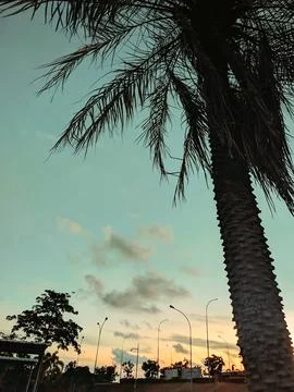 Coconut tree in the morning Stock Photos