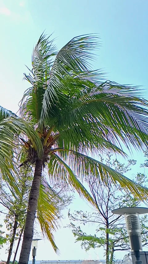 Coconut Tree Motion. Tropical Coconut Tree. Tree Swaying Slow Stock Footage 322205257