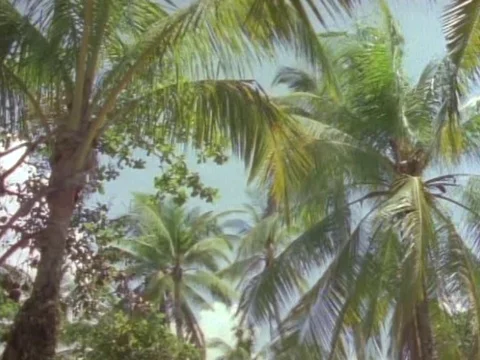 Coconut tree moving by wind with blue-sky background Video stock 79881549