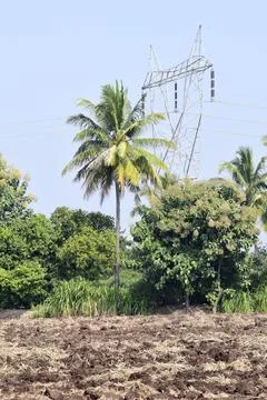 Coconut tree on the nature background Fotos Stock