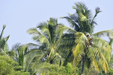 Coconut tree on the nature background Foto stock
