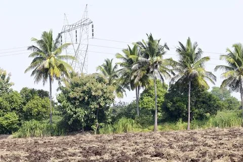 Coconut tree on the nature background Foto stock