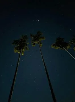 Coconut Tree at Night Stock Photos