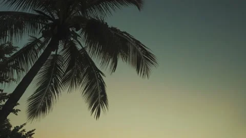 Coconut tree at noon in the beach Stock Footage 150006791