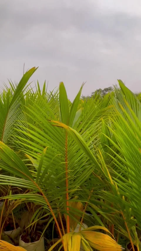 Coconut tree nursery area with neatly arranged seedlings on the ground. Stock Footage 305166560